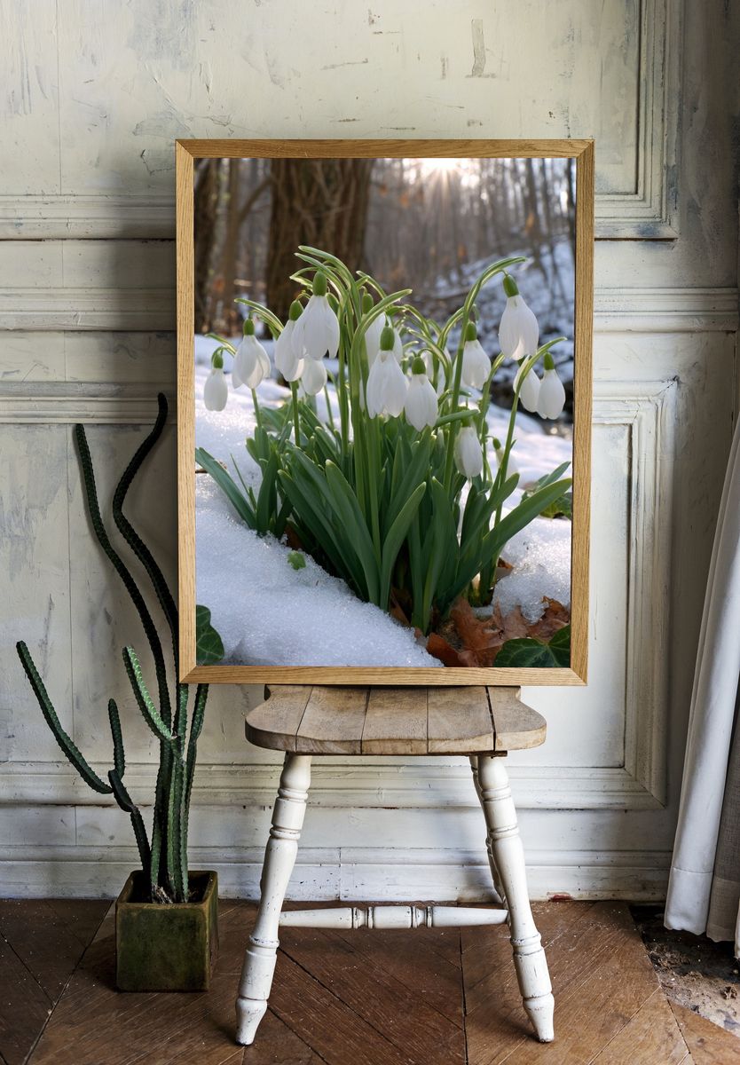 Snowdrop Blooms in Winter Forest Poster. room preview