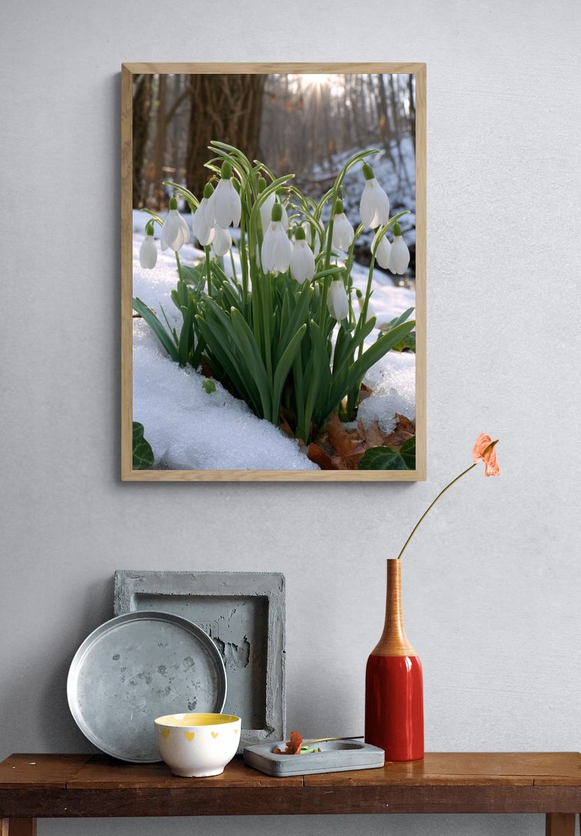 Snowdrop Blooms in Winter Forest Poster. — room view 3
