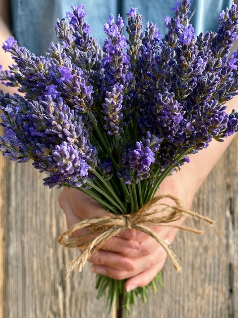 Lavender Bouquet Photography Poster. poster — botanical art