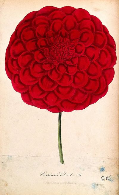 Red Dahlia Botanical Print