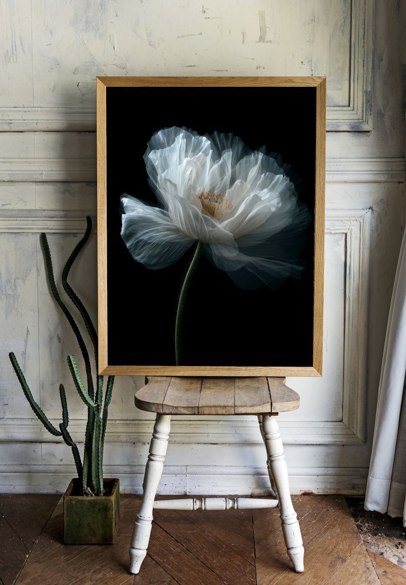 White Poppy Bloom Photography Poster. — room view 1