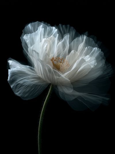 White Poppy Bloom Photography Poster. poster print