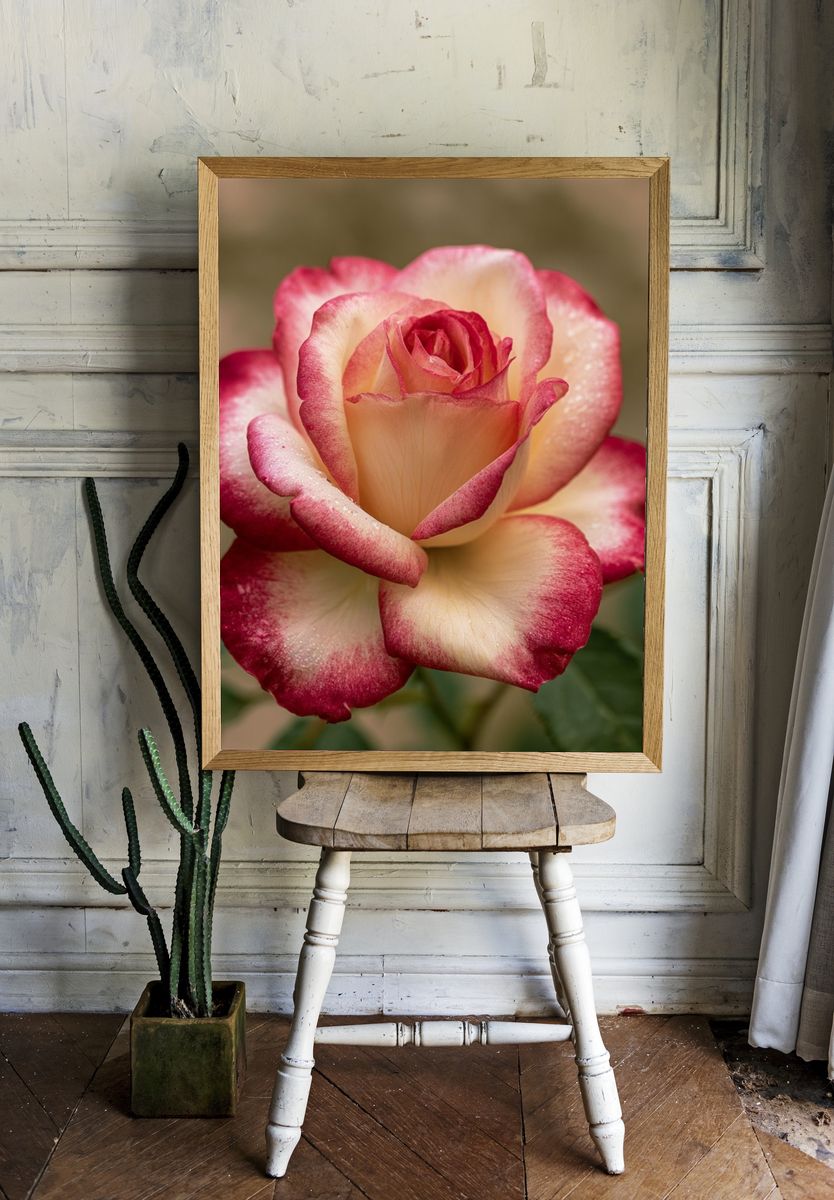 Two-Tone Rose Botanical Print. — room view 1