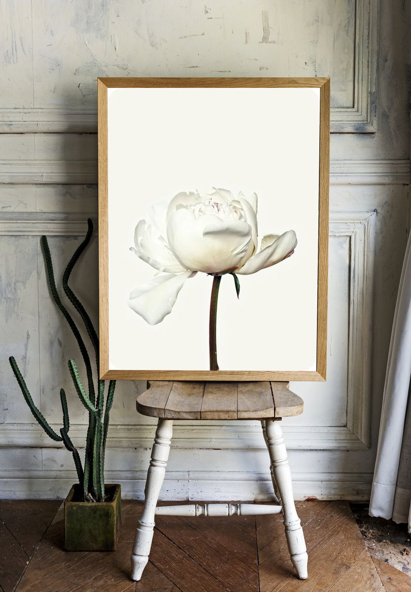 White peony flower. Free public. room preview