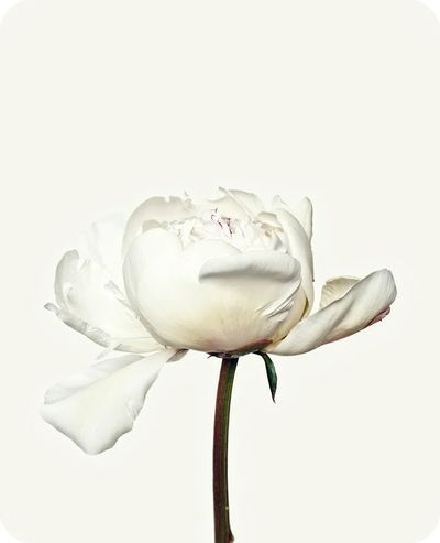 White peony flower. Free public. poster print
