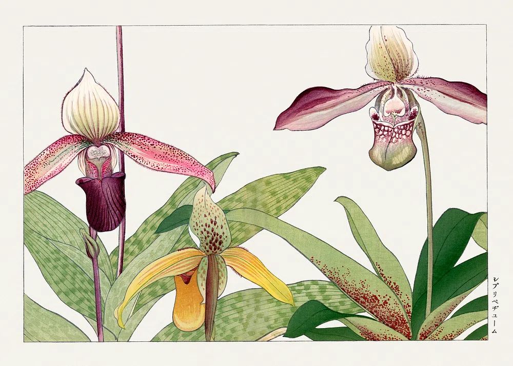 Orchid flower, Japanese woodblock art. poster detail
