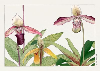 Orchid flower, Japanese woodblock art. poster print