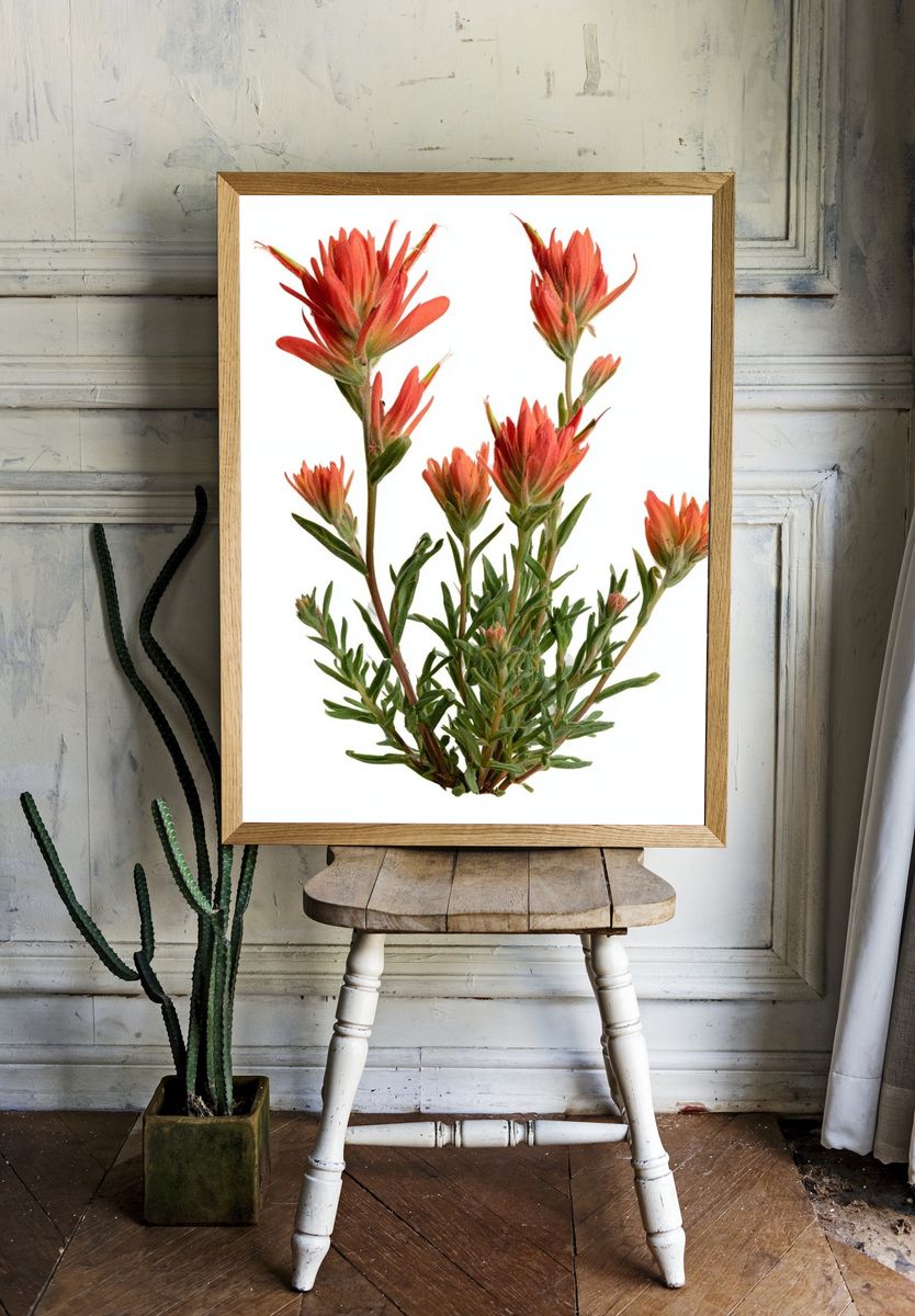 Indian Paintbrush Botanical Print. — room view 1