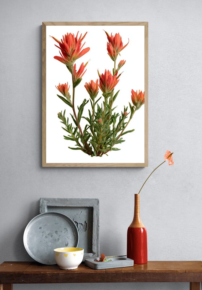 Indian Paintbrush Botanical Print. — room view 3
