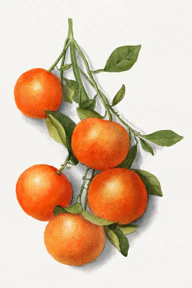 Vintage oranges illustration. poster detail