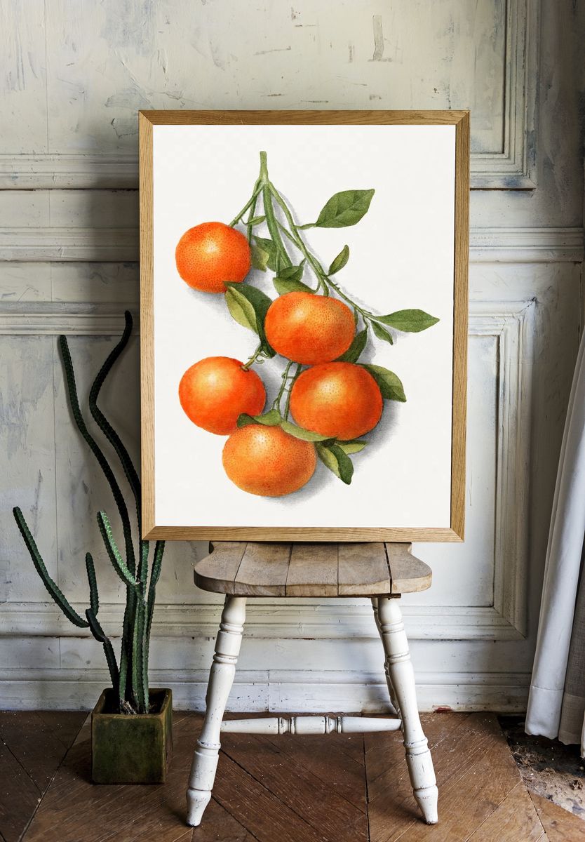 Vintage oranges illustration. Digitally enhanced. room preview