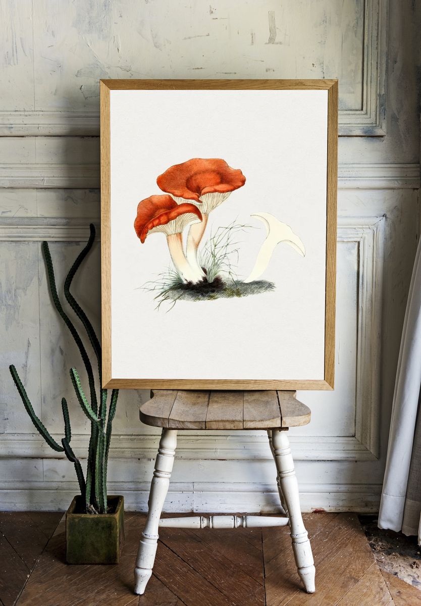 Hand drawn rufous milkcap mushroom room preview