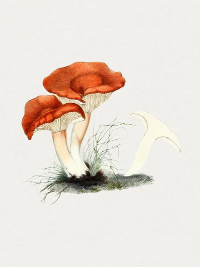 Hand drawn rufous milkcap mushroom. poster