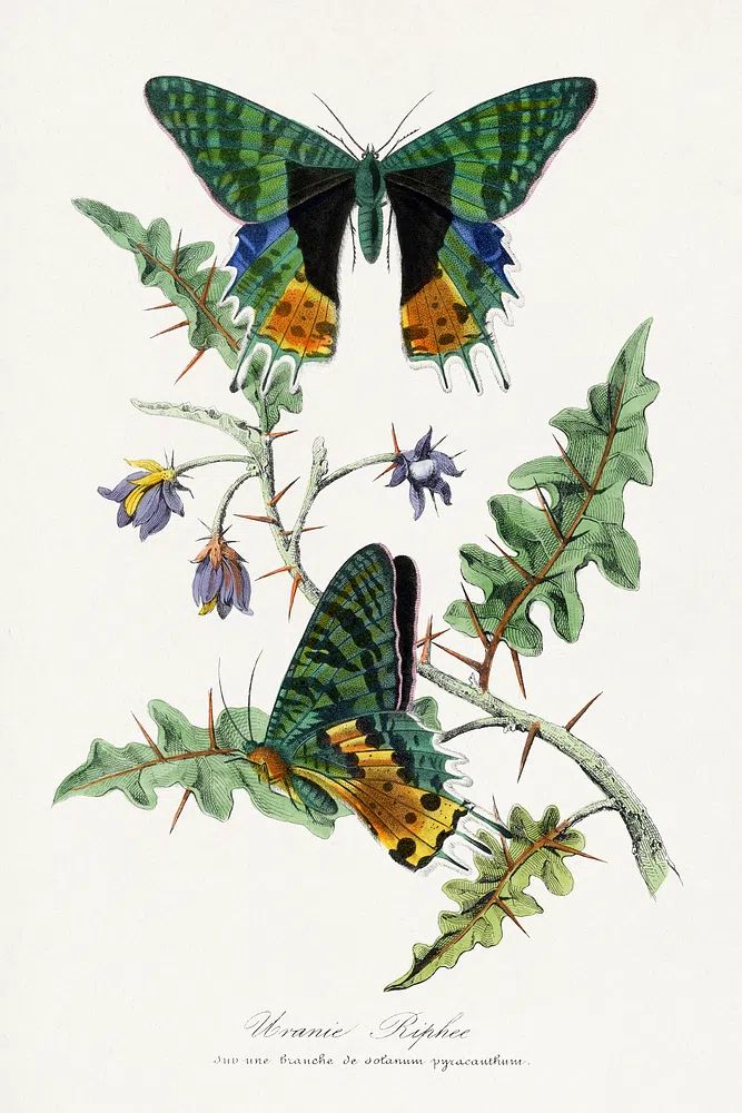 Tropical Leaf Collage Botanical Print. poster detail