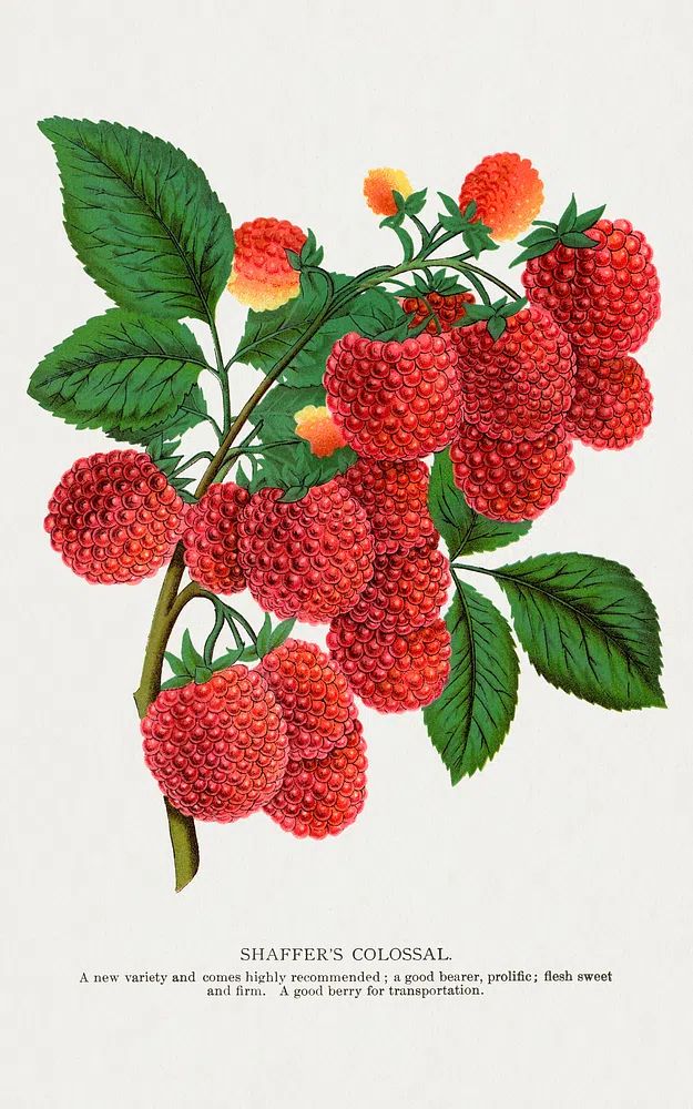 Shaffer's Colossal Raspberry lithograph. Digitally. poster detail