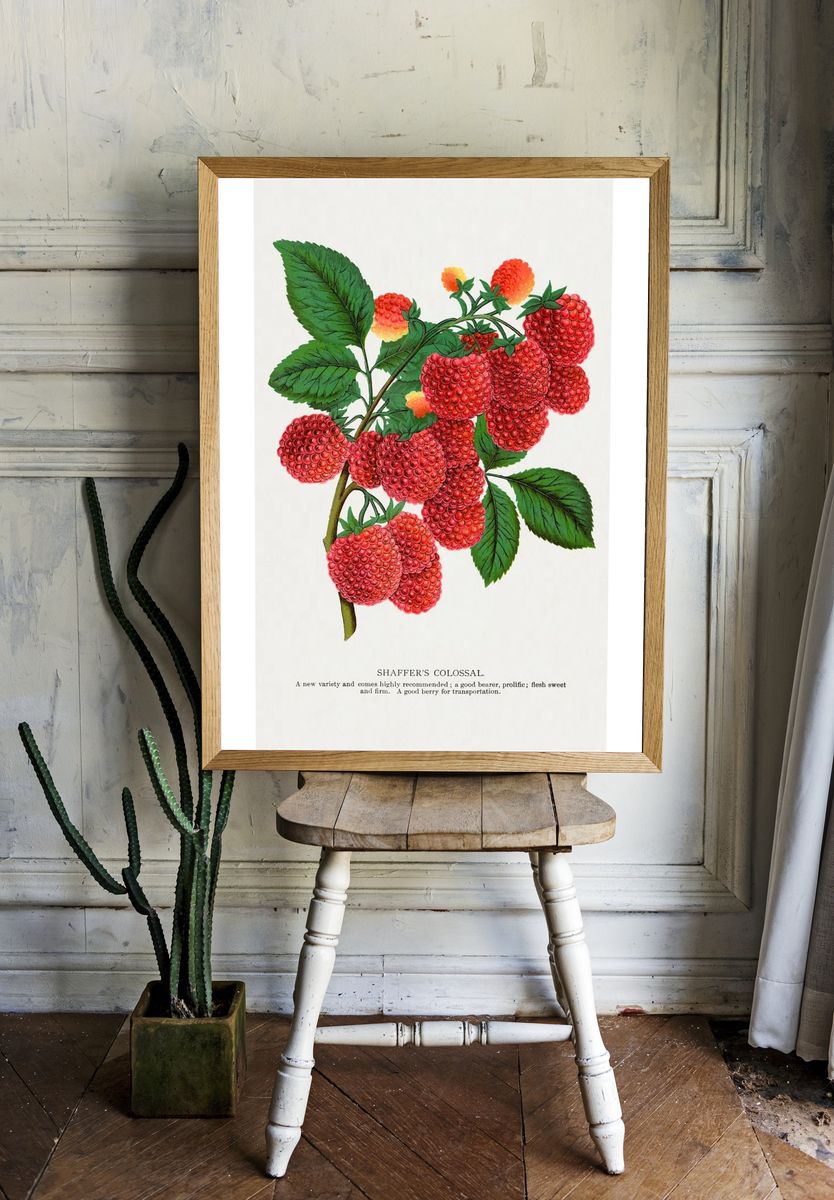 Shaffer's Colossal Raspberry lithograph. Digitally room preview