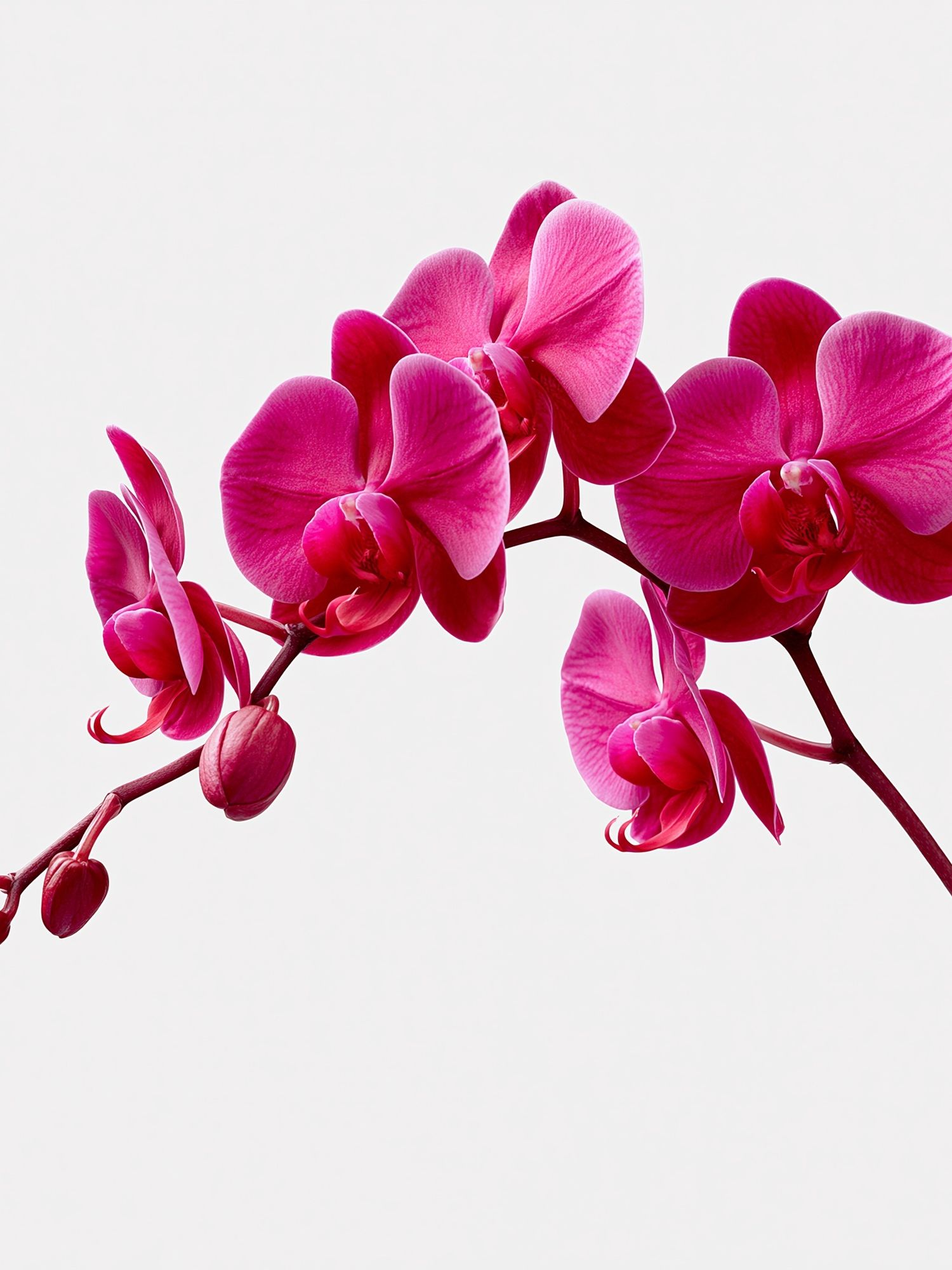 Pink Orchid Bloom Print. poster detail