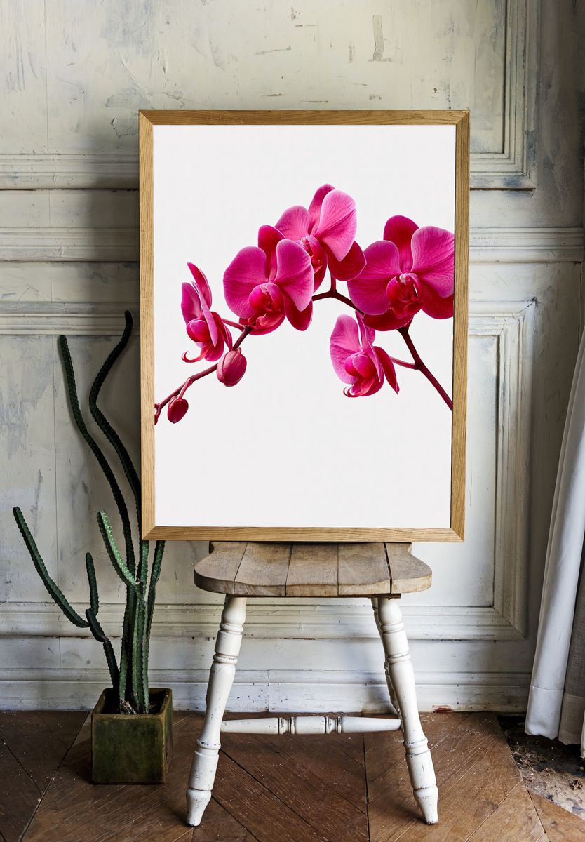 Pink Orchid Bloom Print. — room view 1