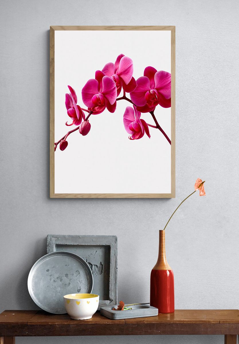 Pink Orchid Bloom Print. — room view 3