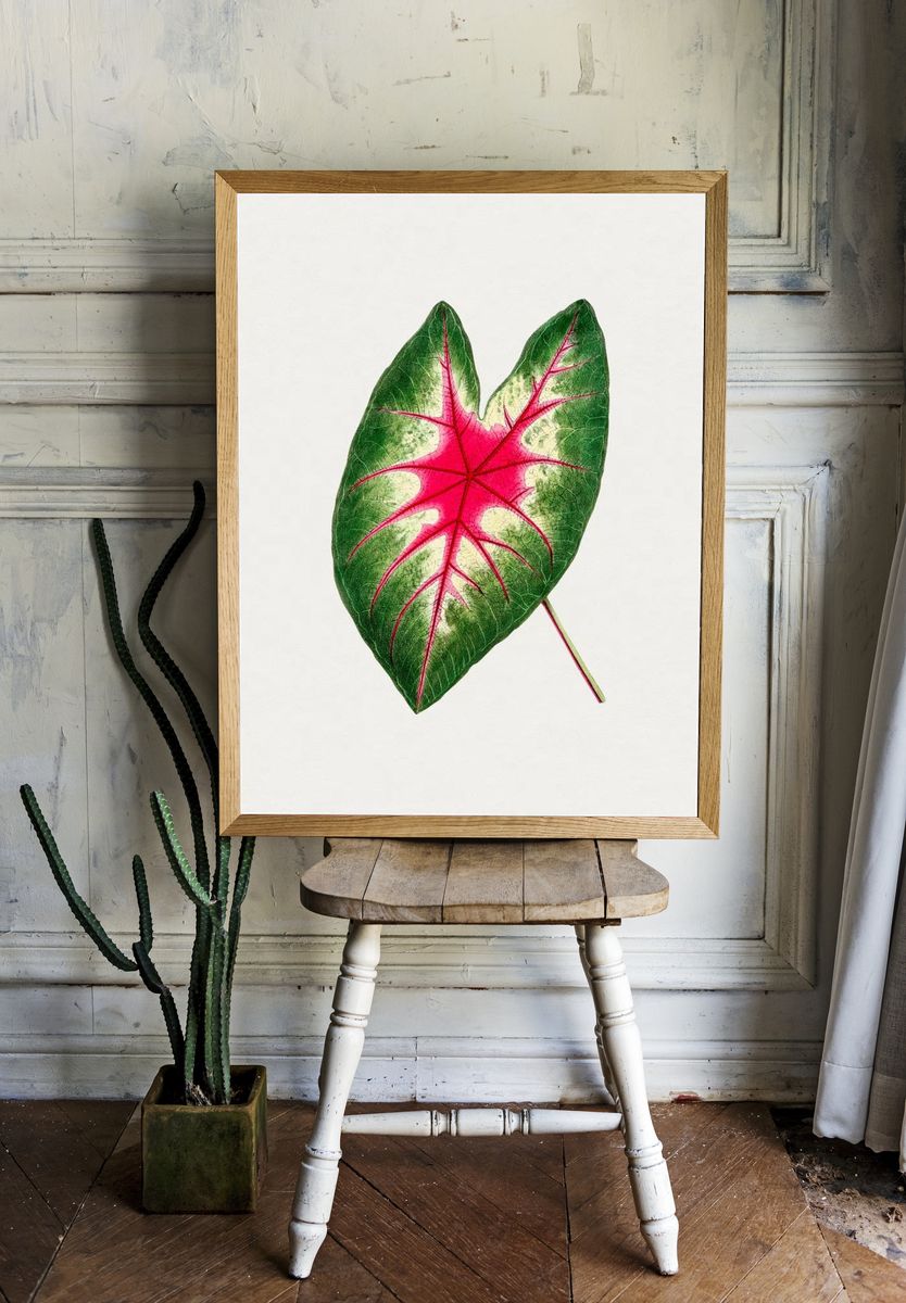 Hand drawn caladium rosebud leaf. room preview