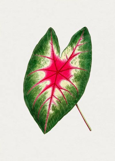 Hand drawn caladium rosebud leaf. poster print