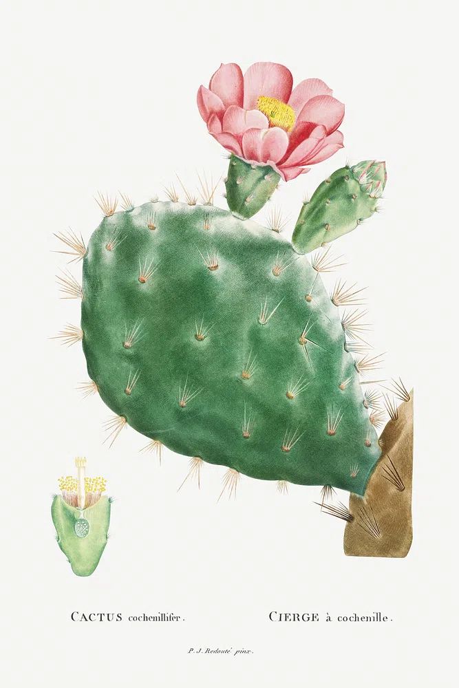 Cactus Cochenillifer Image Histoire des. poster detail