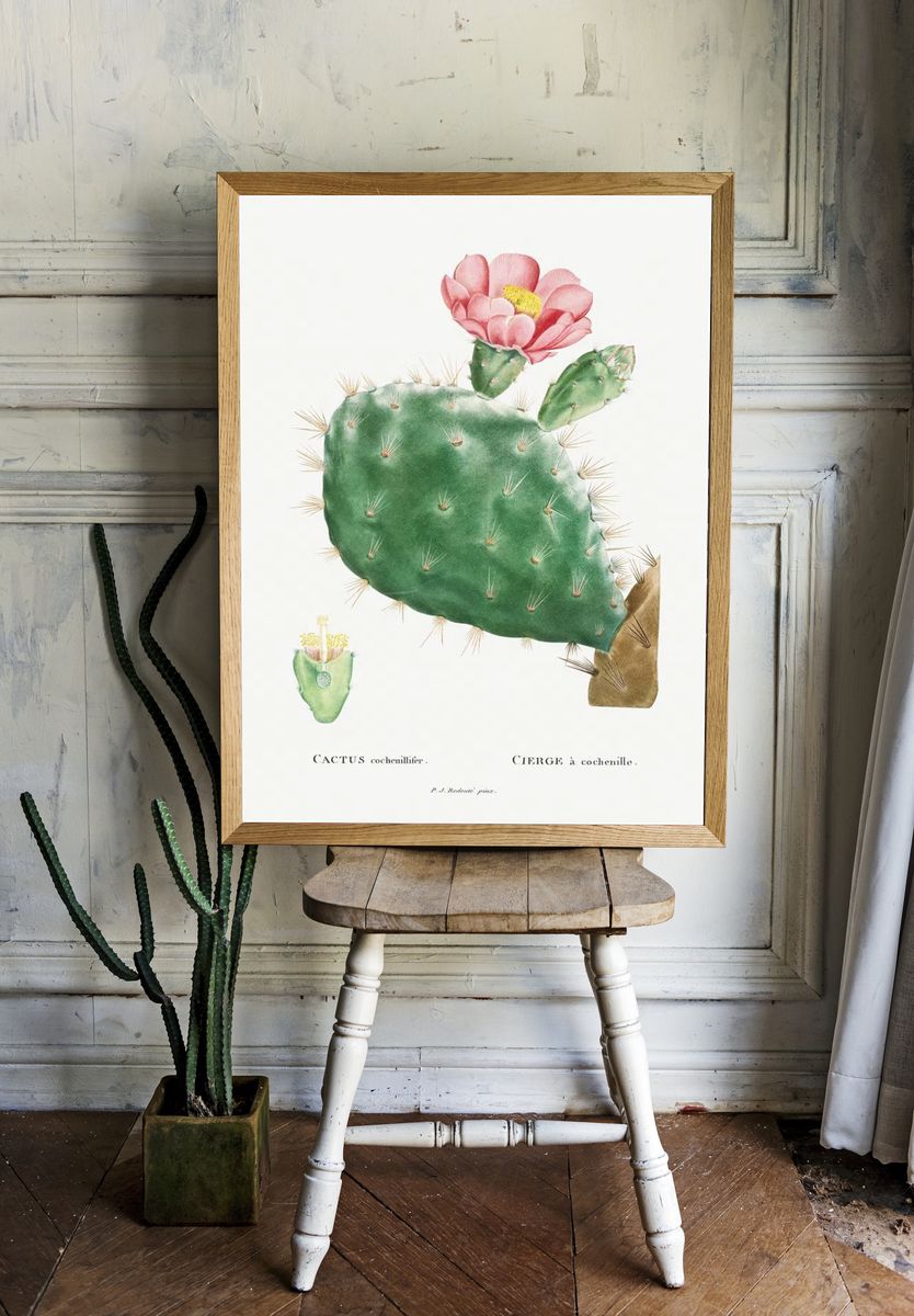 Cactus Cochenillifer Image Histoire des. room preview