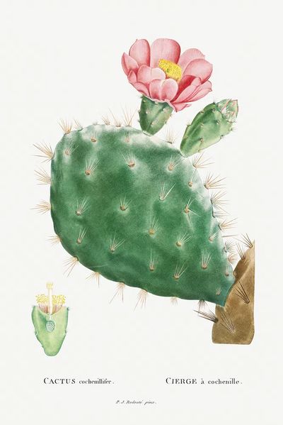 Cactus Cochenillifer Image Histoire des. poster