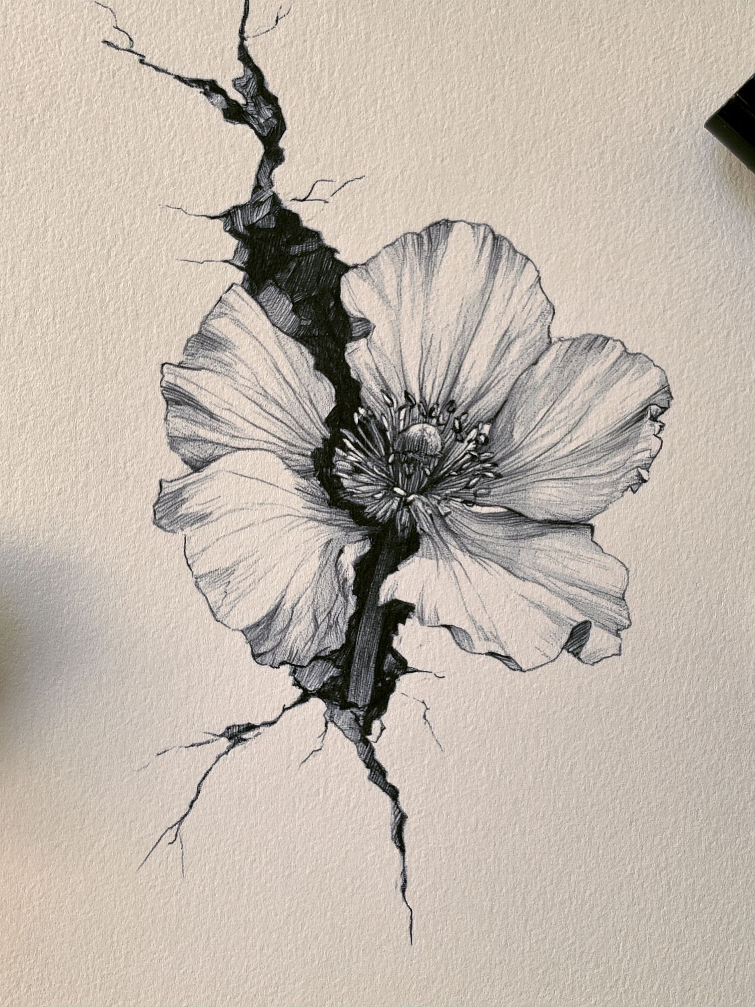 Cracked Poppy Botanical Print. poster — botanical art