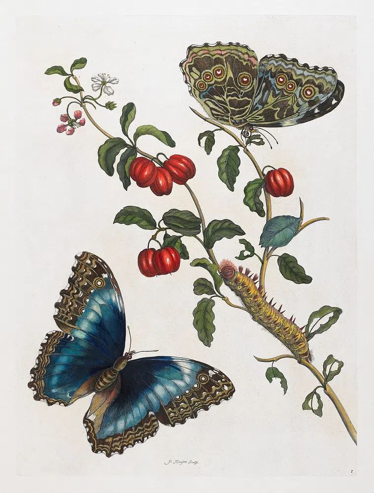 Butterfly and Botanical Study Print. poster detail