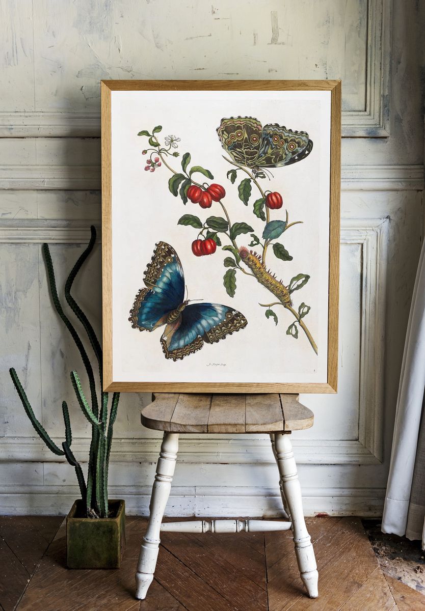 Butterfly and Botanical Study Print room preview
