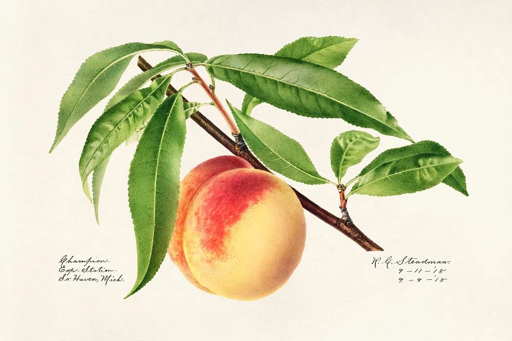 Peach Twig (Prunus Persica) (1918). poster — botanical art