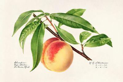 Peach Twig (Prunus Persica) (1918). poster print