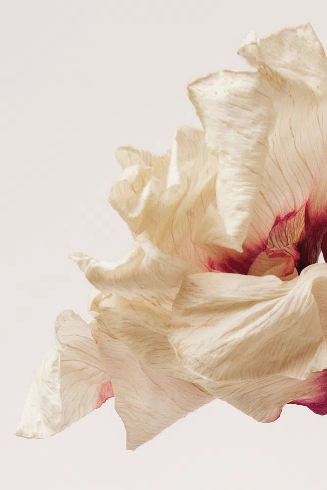Dried anemone flower beige background. poster detail