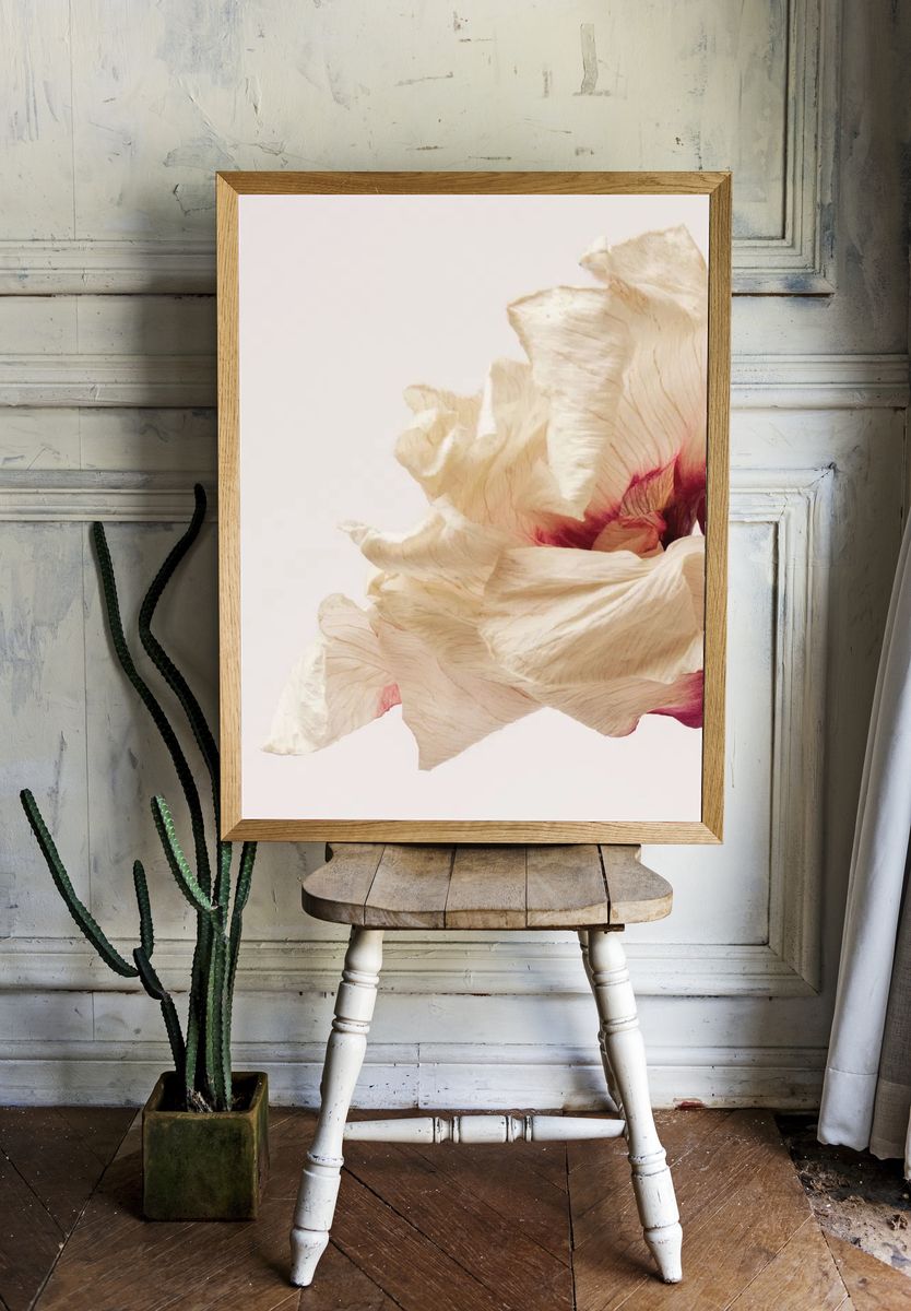 Dried anemone flower beige background. room preview