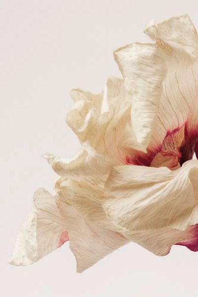 Dried anemone flower beige background. poster print