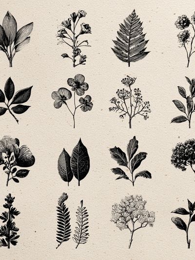 Botanical Ink Study Poster. poster