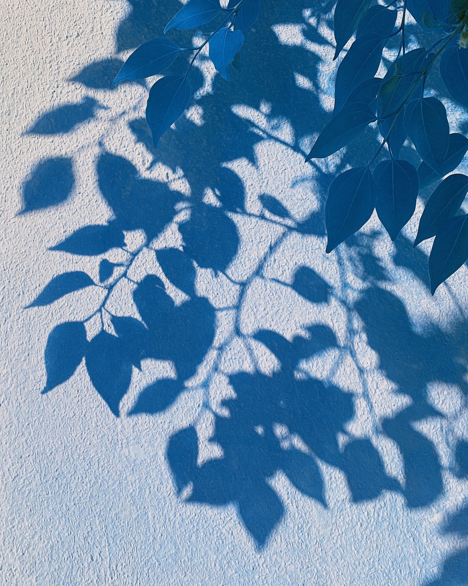 Blue Leaf Shadows Botanical Print. poster — botanical art