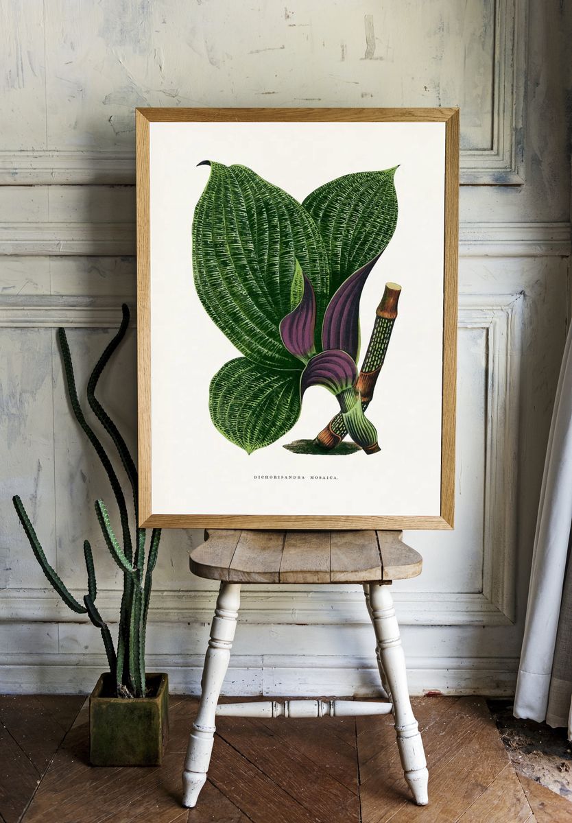 Green Dichorisandra Mosaica leaf illustration. — room view 1