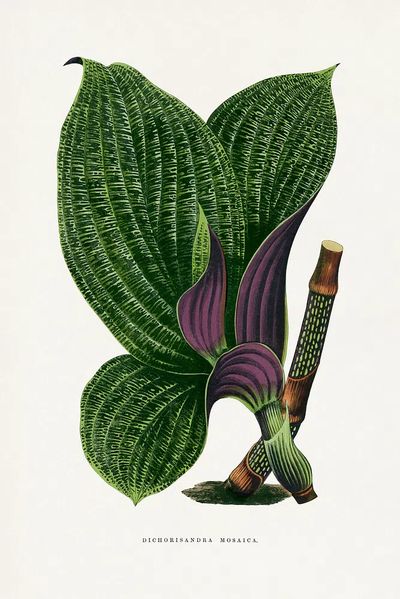 Green Dichorisandra Mosaica leaf illustration. poster print