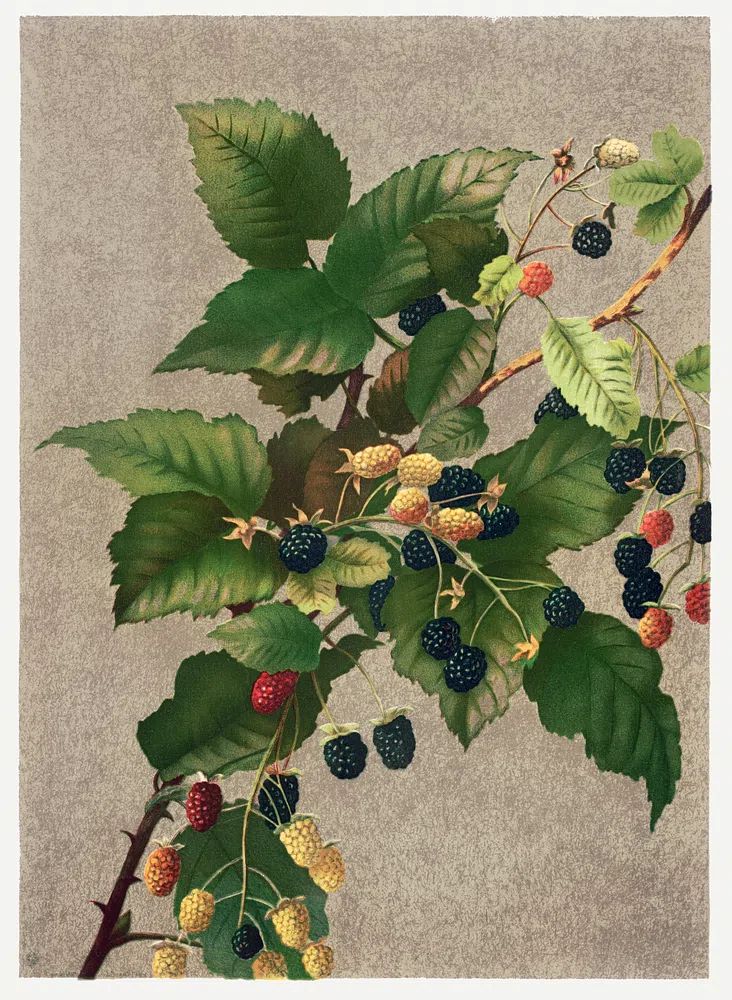 Blackberries (1887) high resolution L. poster detail