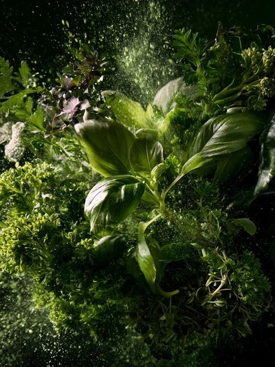 Fresh Herbs Still Life Poster. poster