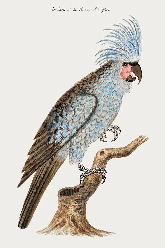 Palm cockatoo (ca.1780) painting high. poster — botanical art