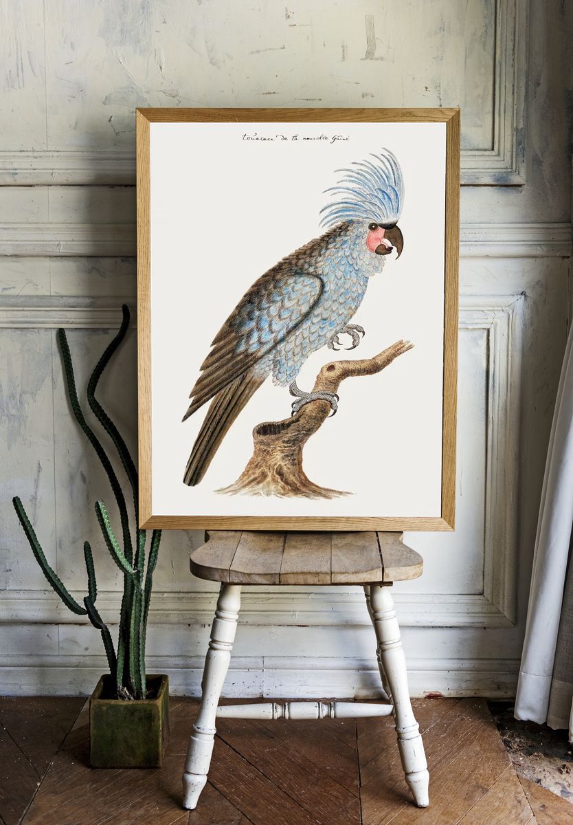 Palm cockatoo (ca.1780) painting high. — room view 1