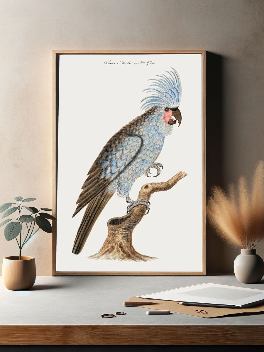 Palm cockatoo (ca.1780) painting high. — room view 2