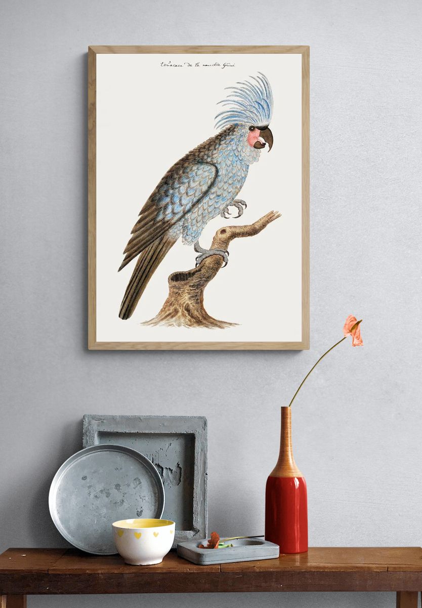 Palm cockatoo (ca.1780) painting high. — room view 3