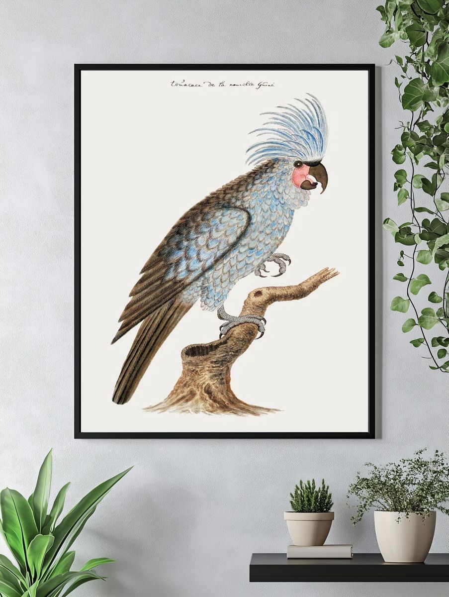 Palm cockatoo (ca.1780) painting high. — room view 4