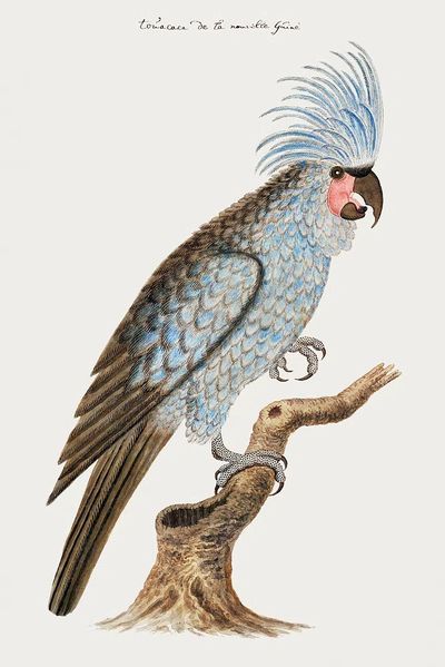 Palm cockatoo (ca.1780) painting high. poster
