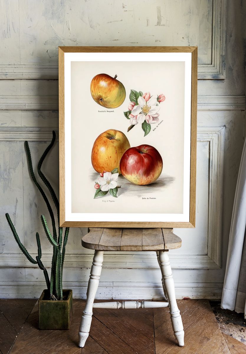 Vintage Apple Botanical Print room preview