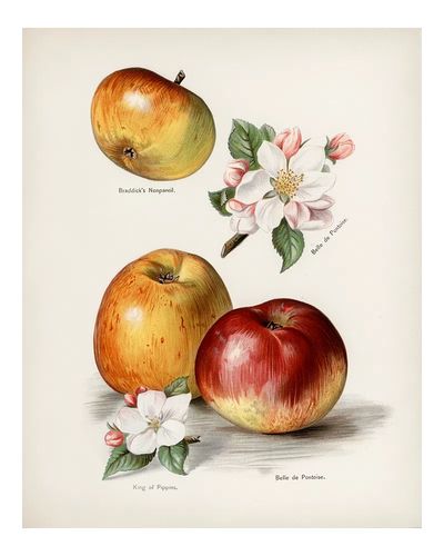 Vintage Apple Botanical Print.